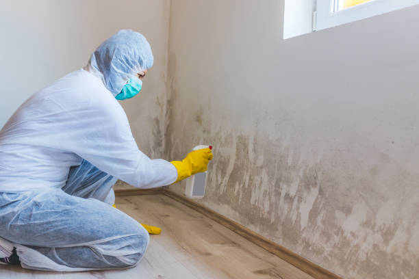 Licensed Attic Mold Removal service in Freeburg, PA - WQB Mold Removal