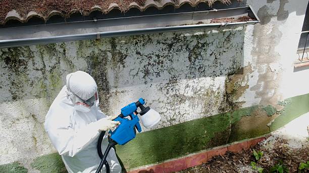 Top rated local Attic Mold Removal specialists in Freeburg, PA